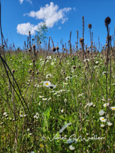 a spring meadow with daisies and other field plants