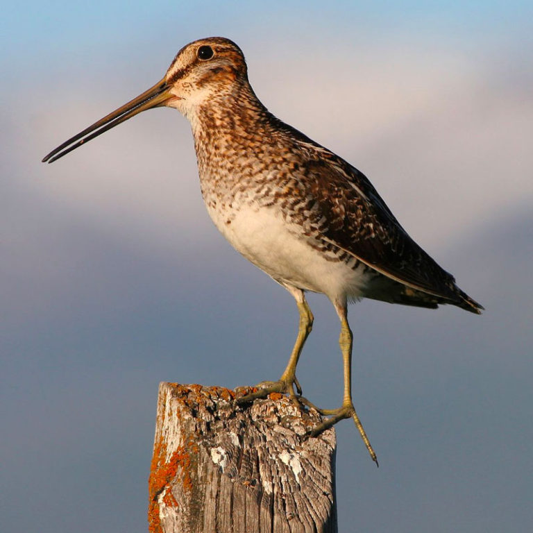 a bird with long legs and a long beak perched on a stump.