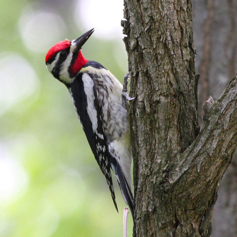 a male woodpecker with a bright red head